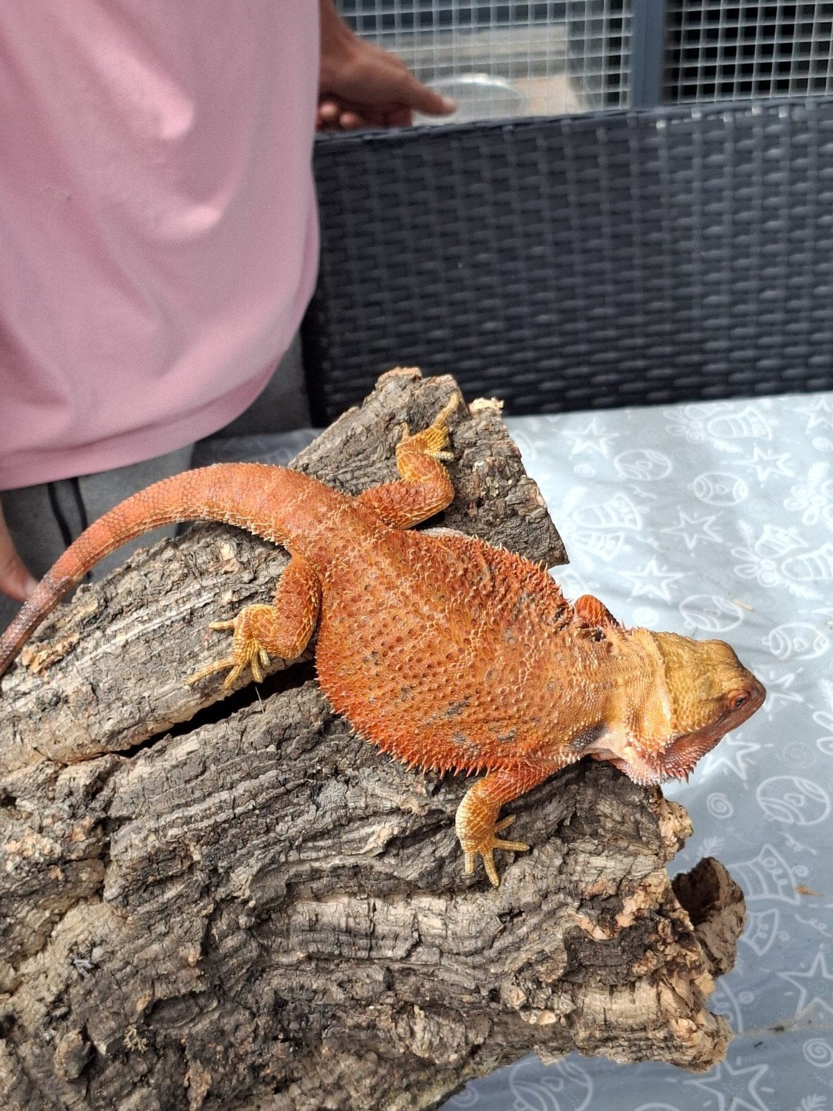 nakweek baardagaam Bearded Dragon photo 4