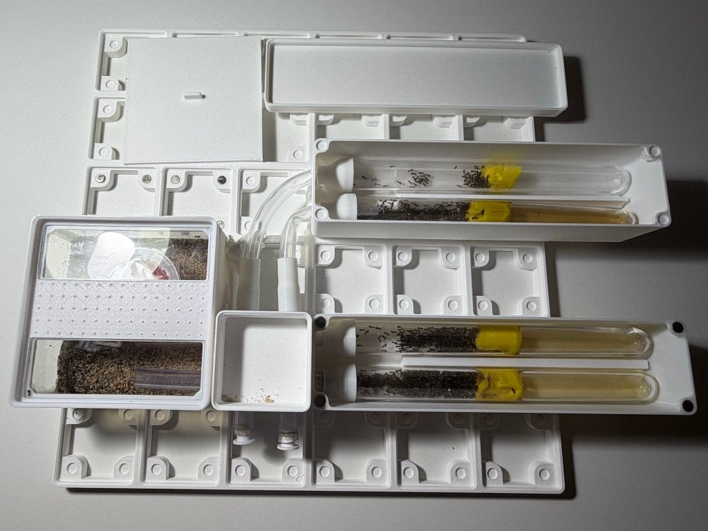 Grote Lasius niger kolonie + compleet modulair formicarium, Dieren en Toebehoren, Mieren