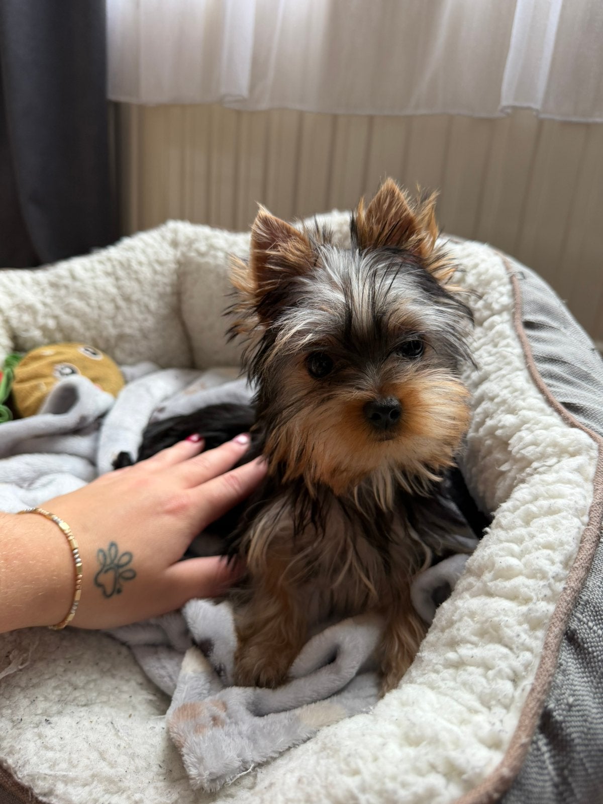 Yorkshire Terrier, Yorkshire Terriër, Particulier, 8 tot 15 weken, Buitenland