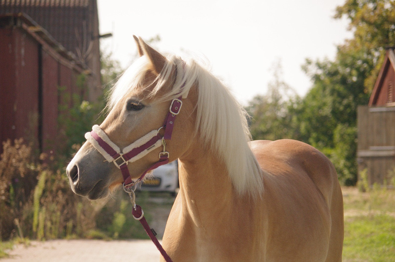 Lieve 3 jarige haflinger, Dieren en Toebehoren, Ophalen, Dressuur