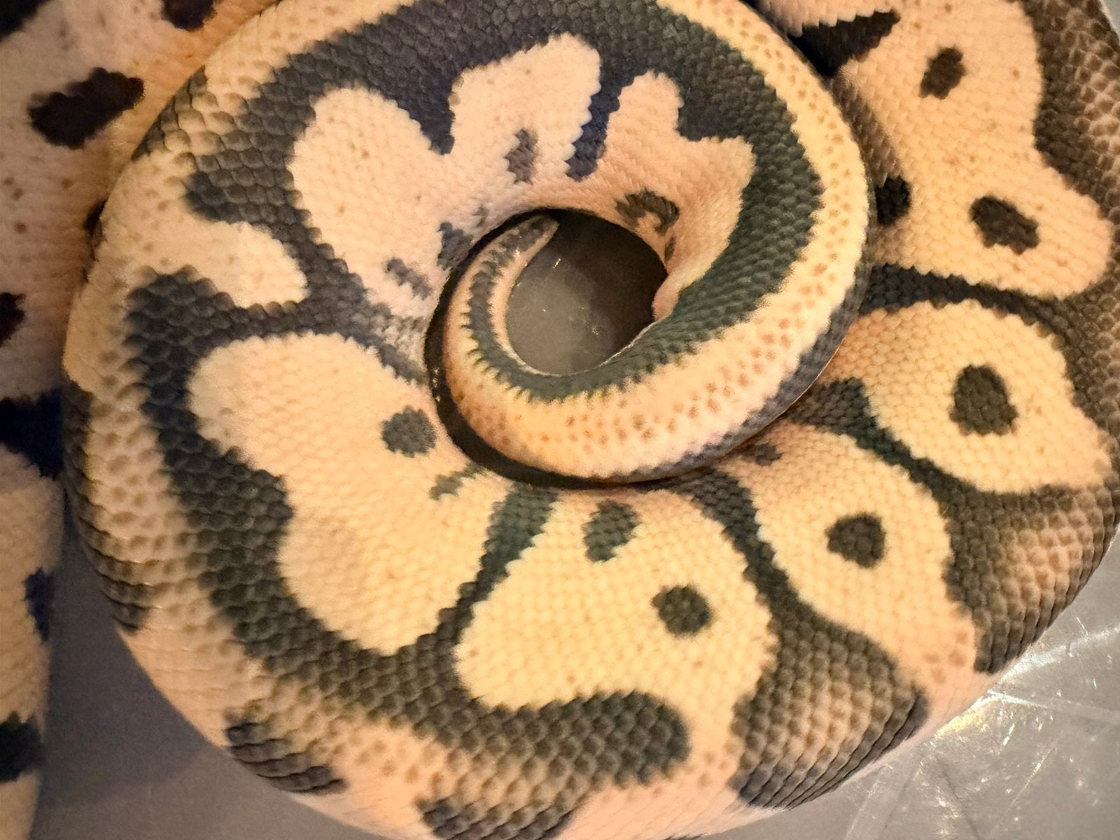 Mooie koningspython 1.0 Ball Python photo 4