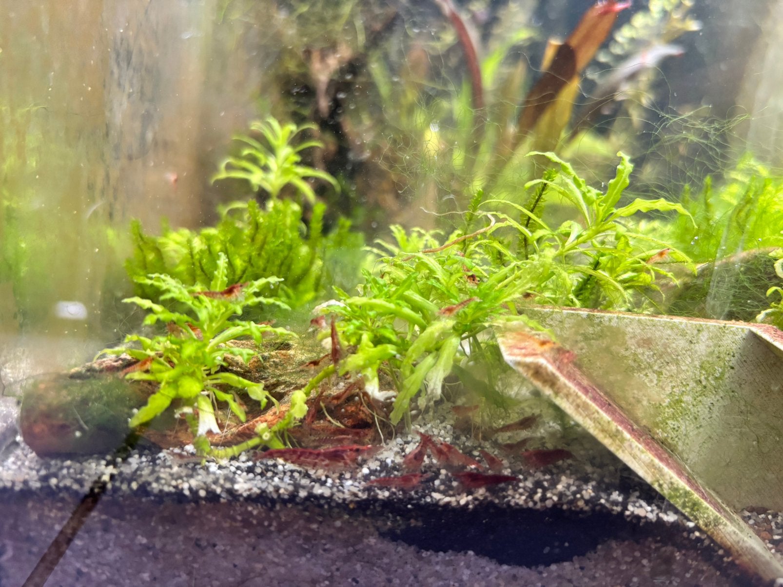 Red Cherry garnalen (Neocaridina) – vanaf 20 stuks, Kreeft, Krab of Garnaal