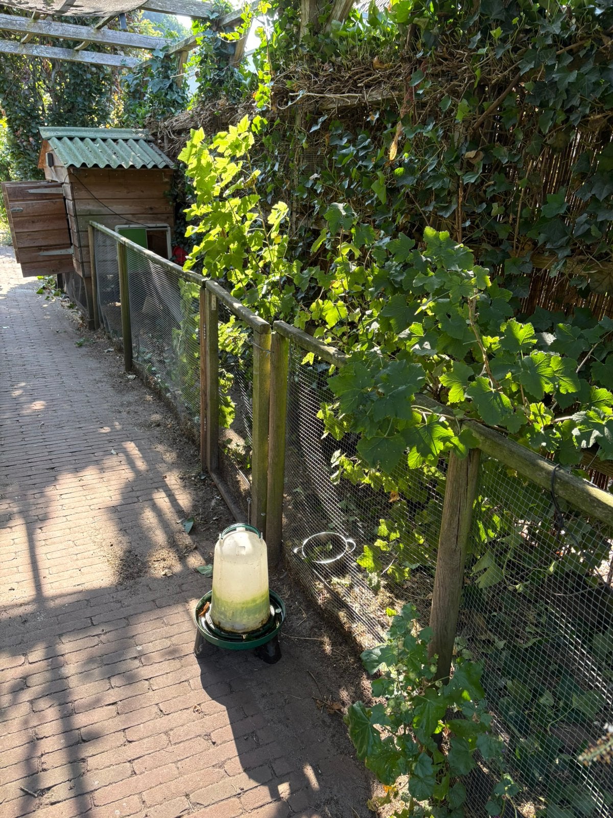 Vier kippen met ruim en stevig kippenhok, Vrouwelijk, Kip