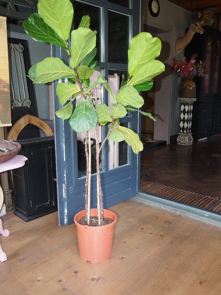 Ficus lyrata - 1.40 meter hoog, Huis en Inrichting, Kamerplanten, Ophalen, Ficus, 100 tot 150 cm, Halfschaduw