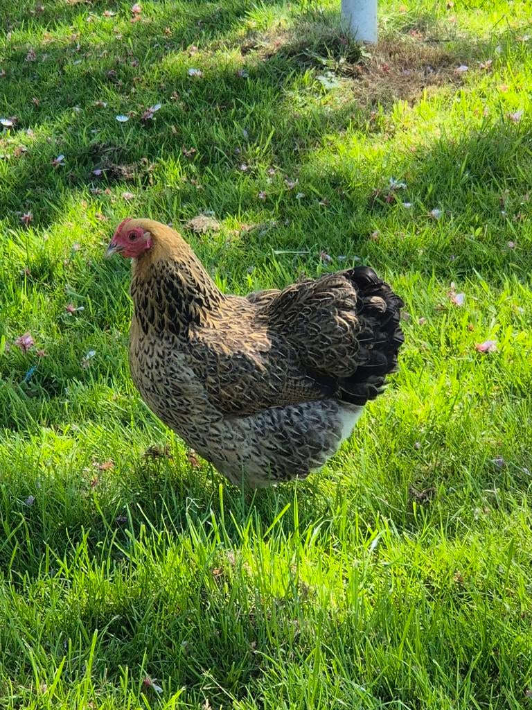 Wyadotte kuikens, Dieren en Toebehoren, Pluimvee, Meerdere dieren, Kip