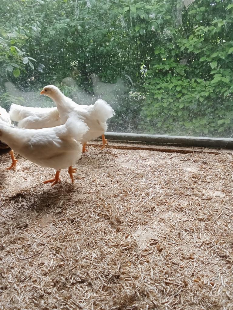 Wyandotts en barnevelder., Dieren en Toebehoren, Vrouwelijk, Kip