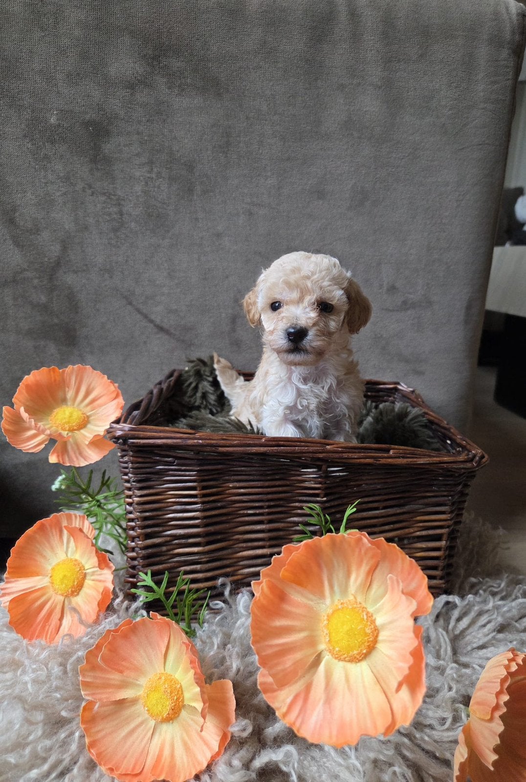 Prachtige toypoedel pups van geteste ouders, Meerdere, Meerdere dieren, Klein, Nederland