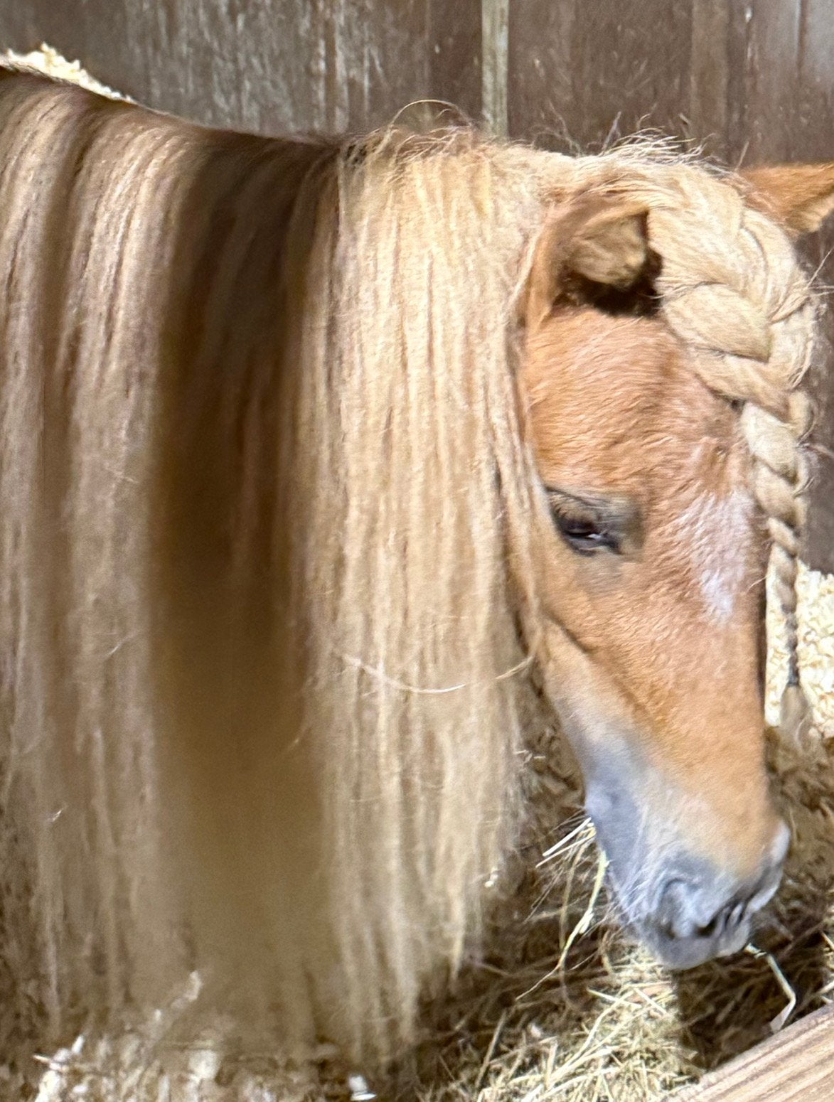 Super lieve shetlander met papier te koop, Merrie, Met stamboom, A pony (tot 1.17m), 3 tot 6 jaar