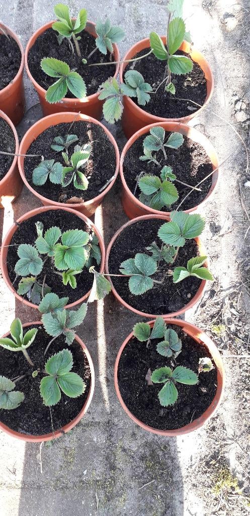 Biologisch geteelde aardbeienplanten, Ophalen, Eenjarig, Groenteplanten, Volle zon