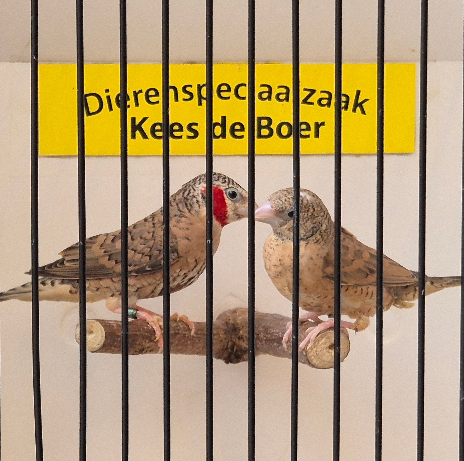 koppel bandvinken, Dieren en Toebehoren
