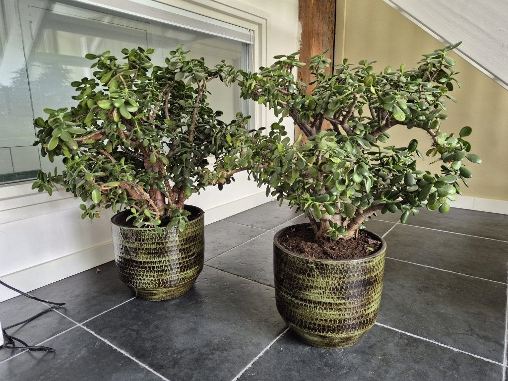 Twee Grote Geldboompjes in Keramieken Potten, Ophalen, Vetplant, In pot, Minder dan 100 cm