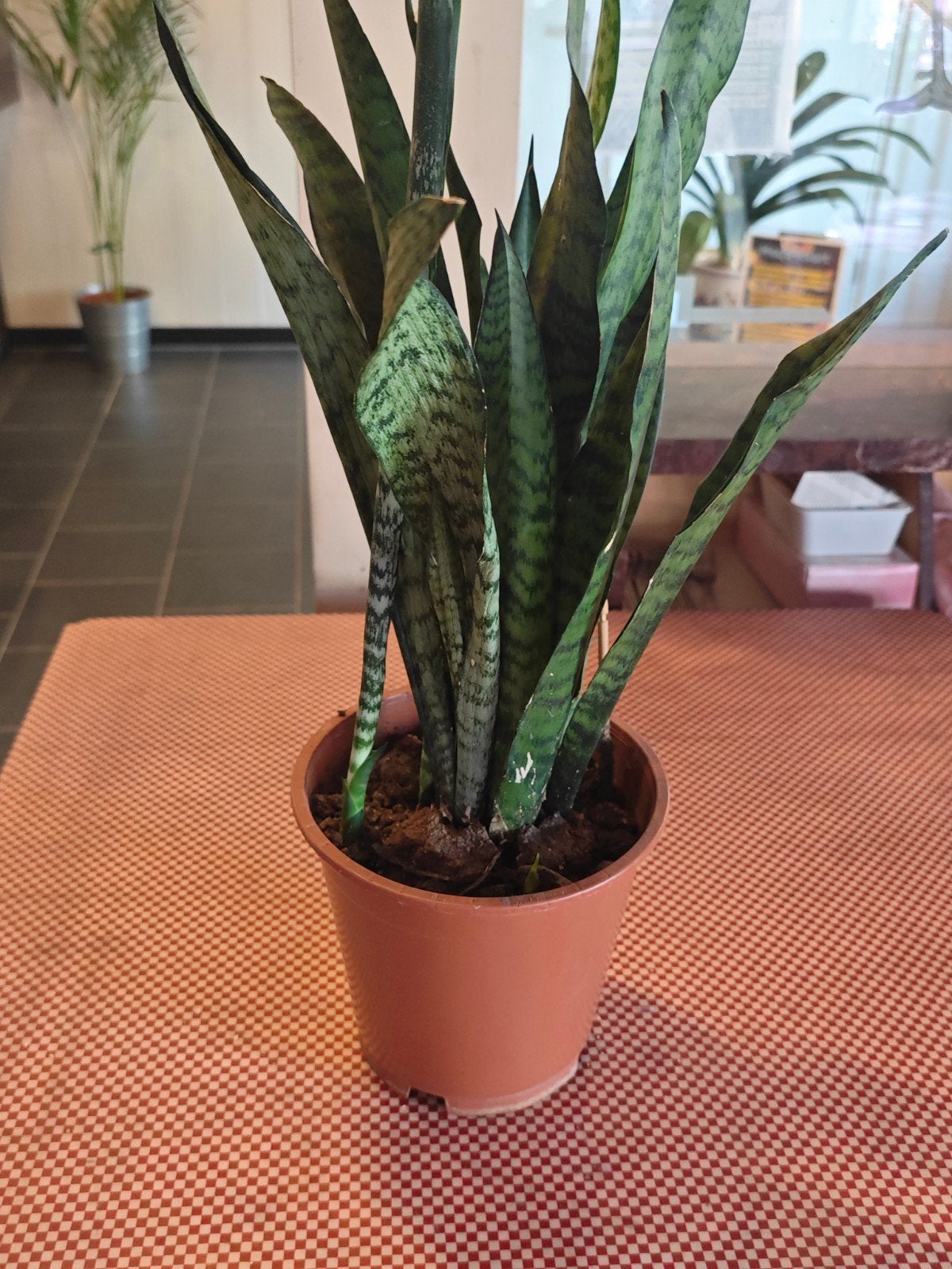 Sansevieria (Vrouwentong) in pot, Overige soorten, In pot, Minder dan 100 cm, Groene kamerplant