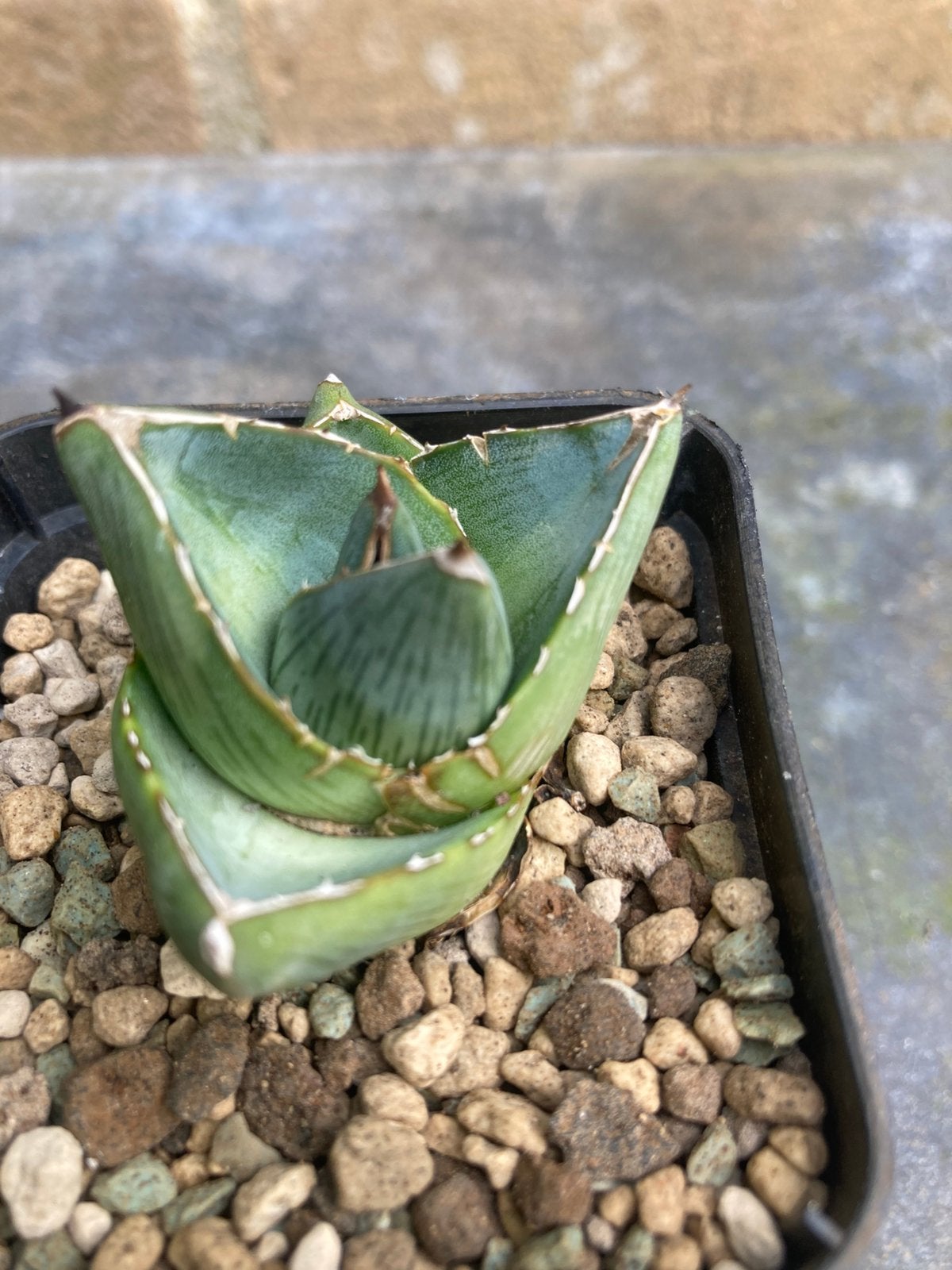 Agave Pumilla, Tuin en Terras, Planten | Tuinplanten, Ophalen, Bloeit niet, Overige soorten, Volle zon