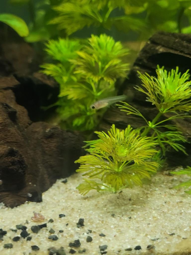 Guppen young fishies, Dieren en Toebehoren, Vissen | Aquariumvissen, Vis