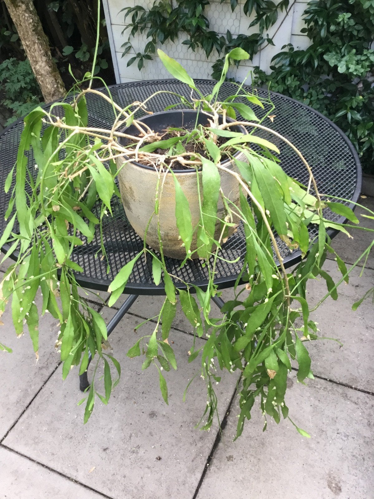 Rhipsalis-cactus, Tuin en Terras, Planten | Tuinplanten, Ophalen, Overige soorten, Volle zon
