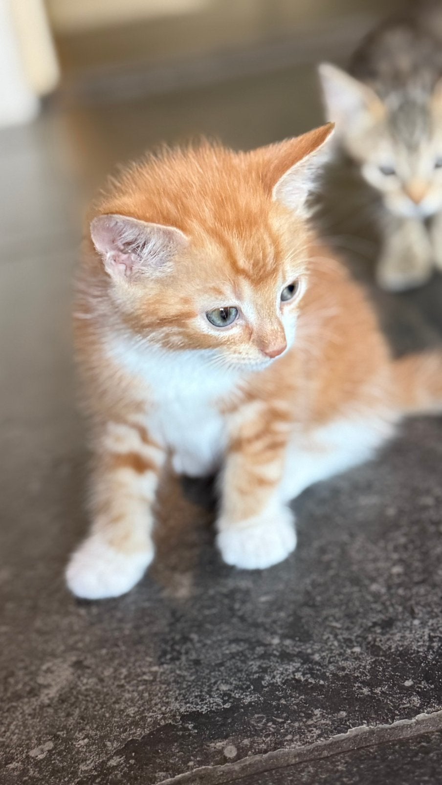 Boerderijkittens supertamen zindelijk, Meerdere dieren, Ontwormd, 0 tot 2 jaar