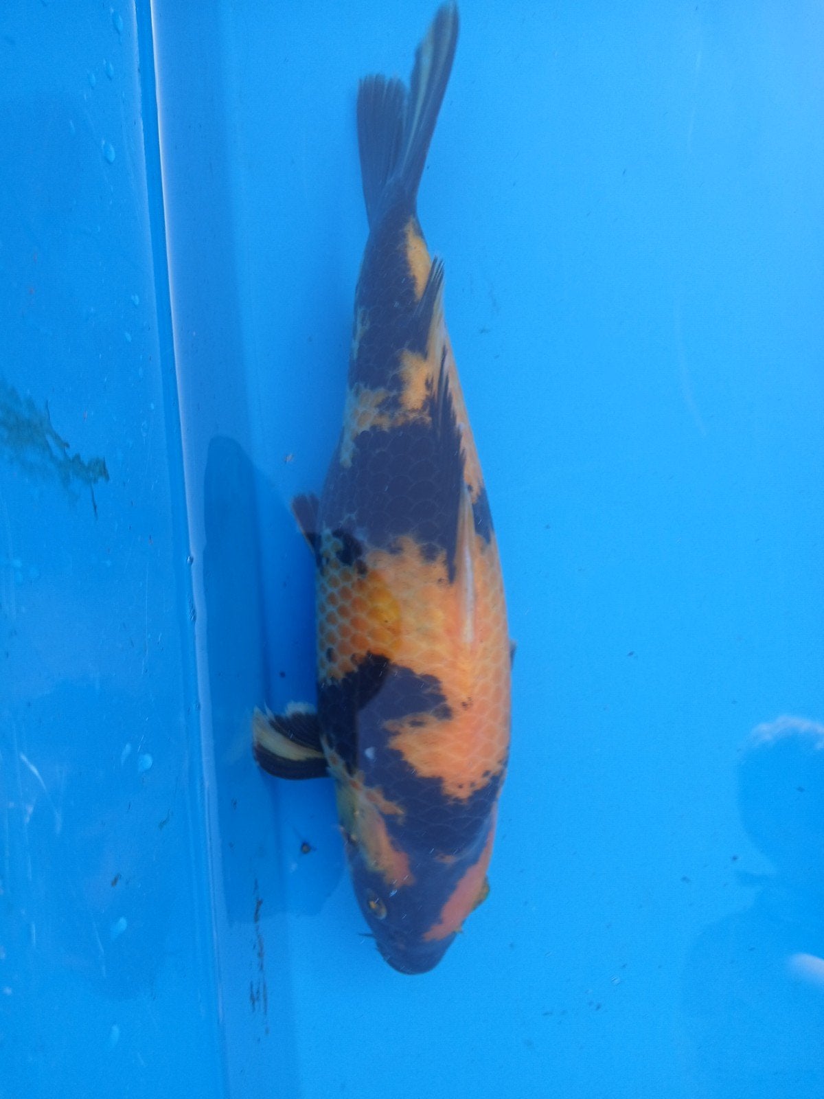 Ki utsuri, Karper of Koi