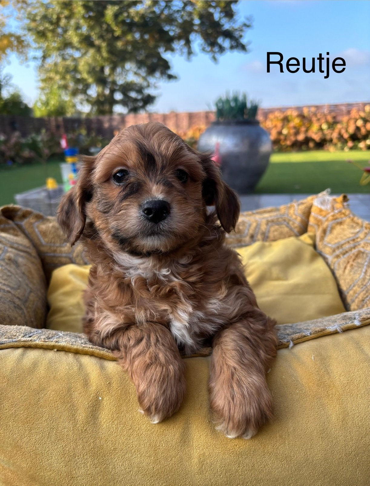 Boomer x labradoodle mini pups, Dieren en Toebehoren, Nederland, Overige rassen, 8 tot 15 weken, Meerdere