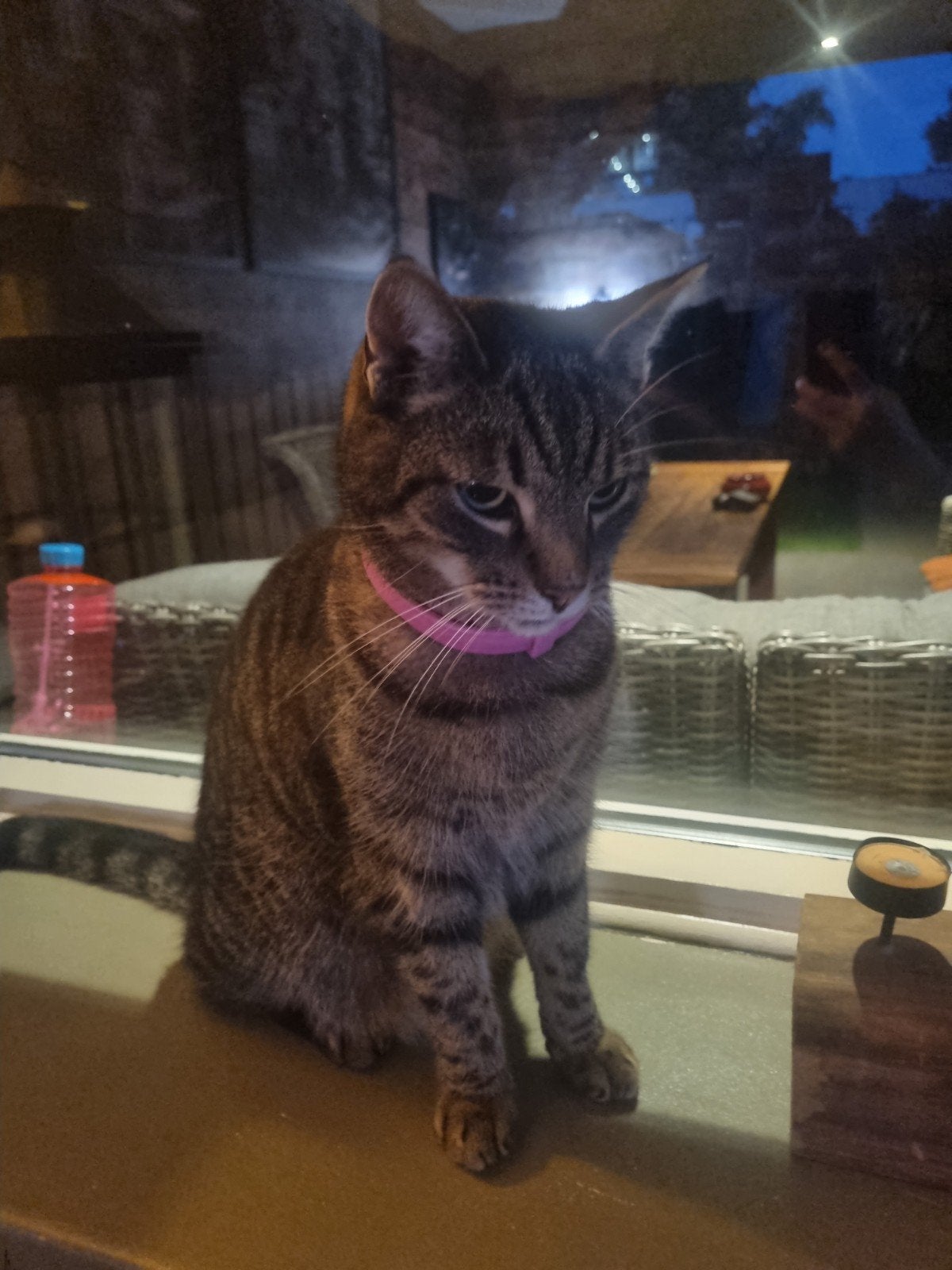 Superlieve katten  zoeken fijne buitenplek, Kater