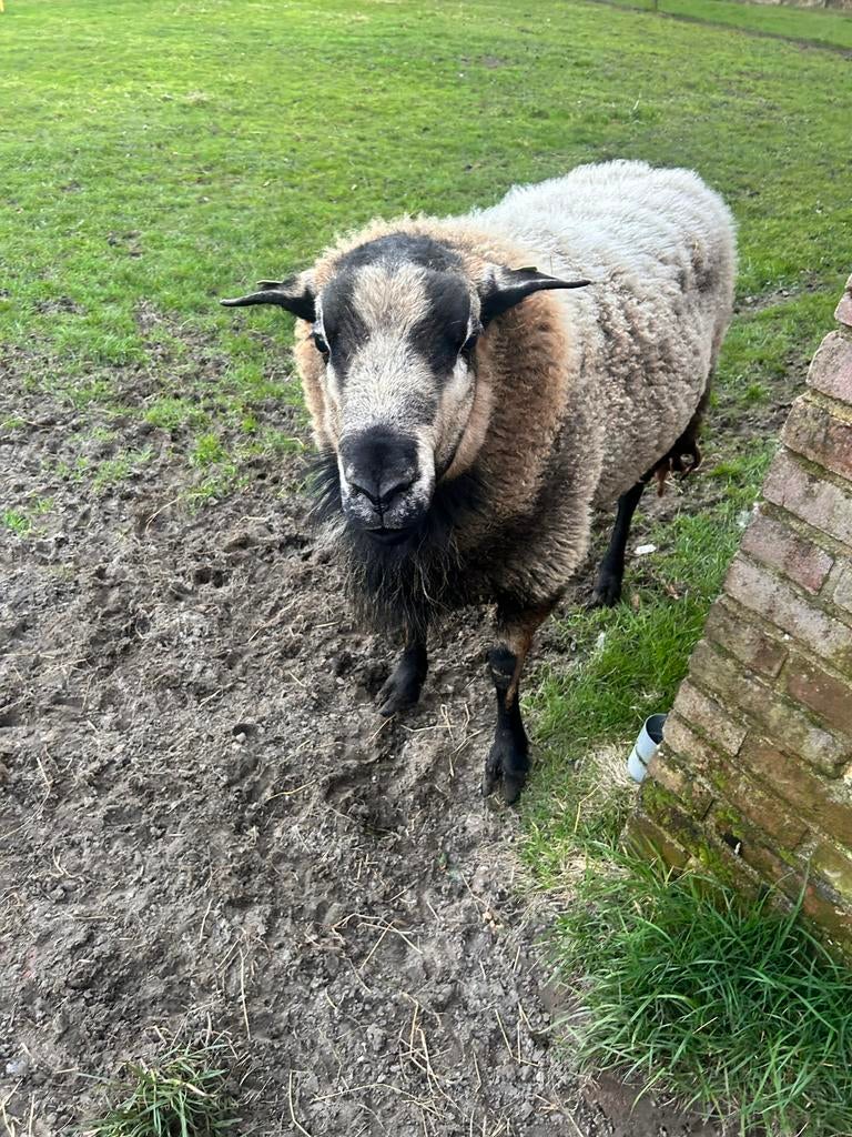 Prachtige maasduinen dekram, 2 jaar oud, Dieren en Toebehoren, Schapen, Geiten en Varkens, Mannelijk, Schaap, 0 tot 2 jaar