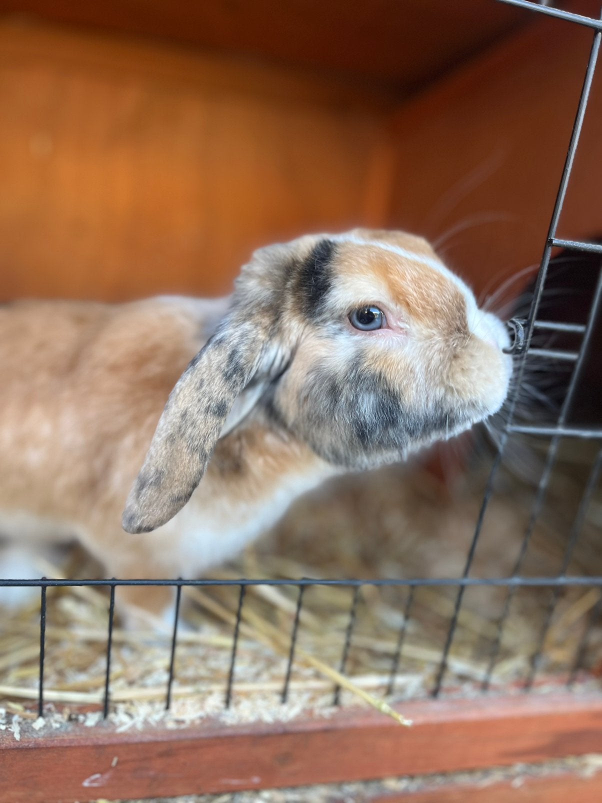Knappe ram te koop, Mannelijk, Groot