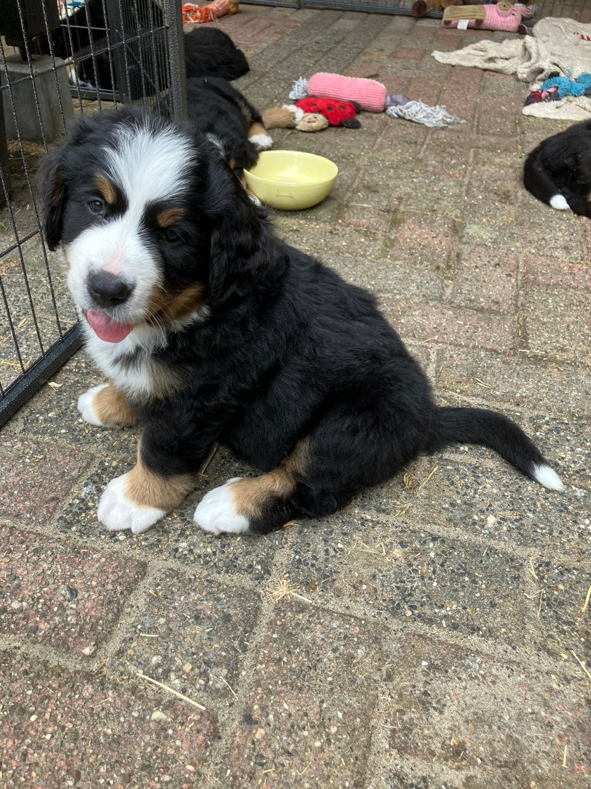 Berner Sennen Pup...nog 1 Teefje beschikbaar, Parvo, Meerdere, Meerdere dieren, Nederland