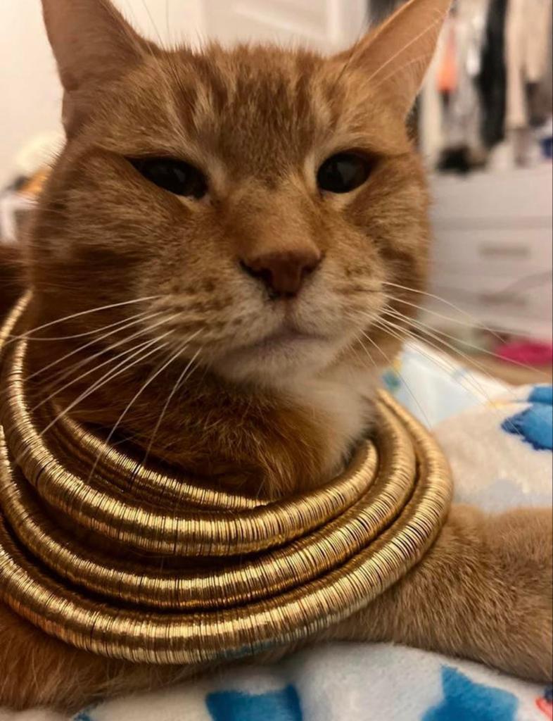 Lieve oranje kater zoekt warm thuis!, Dieren en Toebehoren, Kater, Kortharig, 6 jaar of ouder