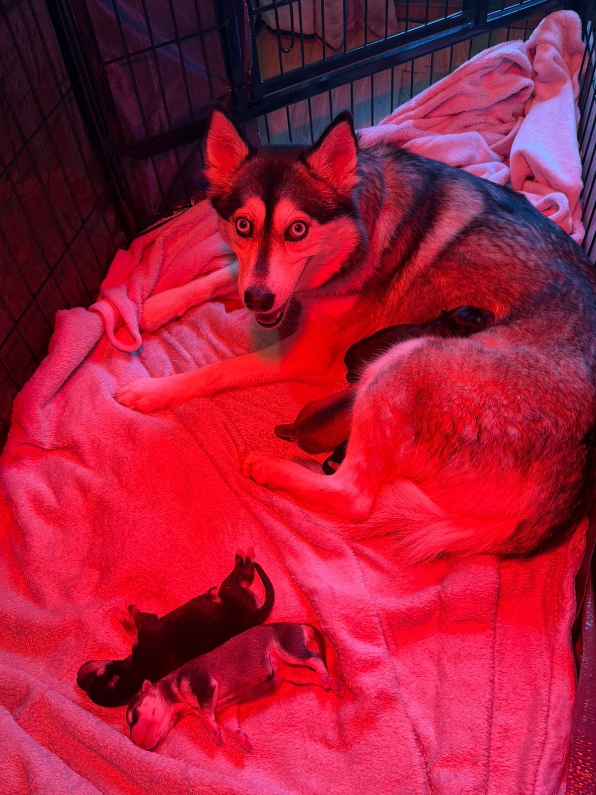 🐾 F1 Pomsky pups 🐾 4 Teefjes 1 Reu mini Husky / Pomperiaan, Overige rassen, Meerdere, Meerdere dieren, Nederland