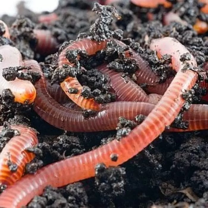 Compostwormen voor wormenboerderij, Ophalen, Compost