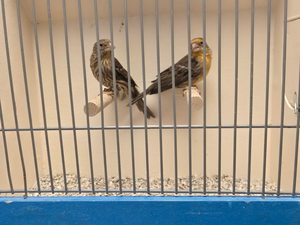 Koppel Mexicaanse Roodmussen, Dieren en Toebehoren, Meerdere dieren