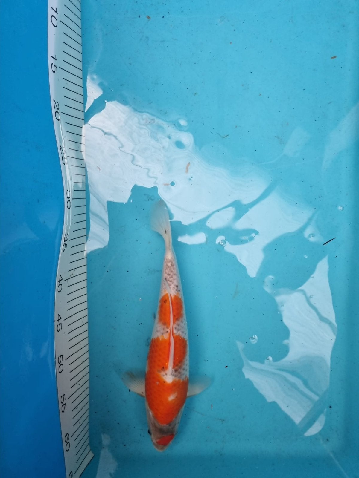 Te koop japanse koi goisiki 35cm, Karper of Koi
