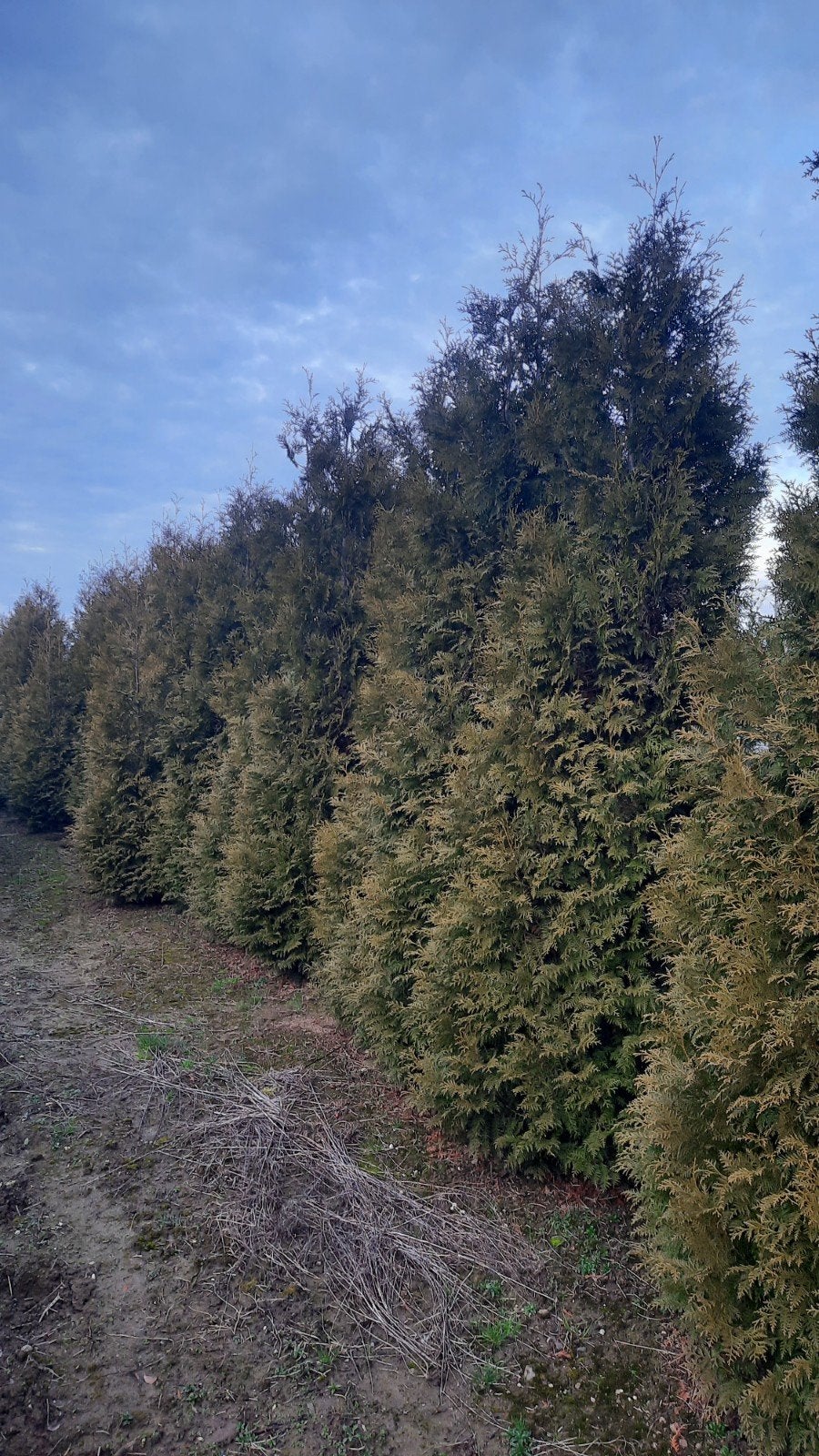 Thuja occidentalis 'Brabant' conifeer🌲, Ophalen, Bloeit niet, Halfschaduw, Overige soorten