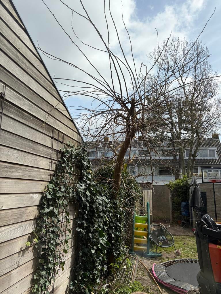 Grote moerbei boom (Illinois Everbearing), Ophalen, Gebruikt