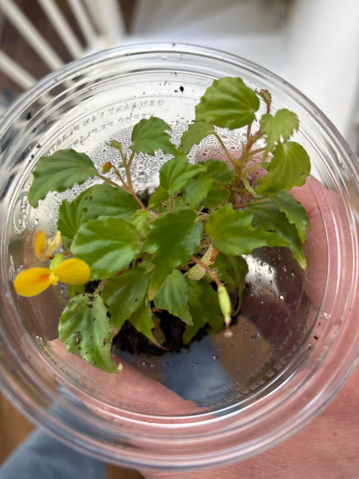 Terrariumplant Begonia prismatocarpa, Ophalen of Verzenden, Halfschaduw, Minder dan 100 cm