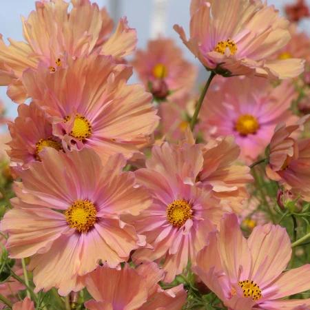 Vaste planten & eenjarige stekjes voor tuin en moestuin, Volle zon, Vaste plant, Lente, Ophalen