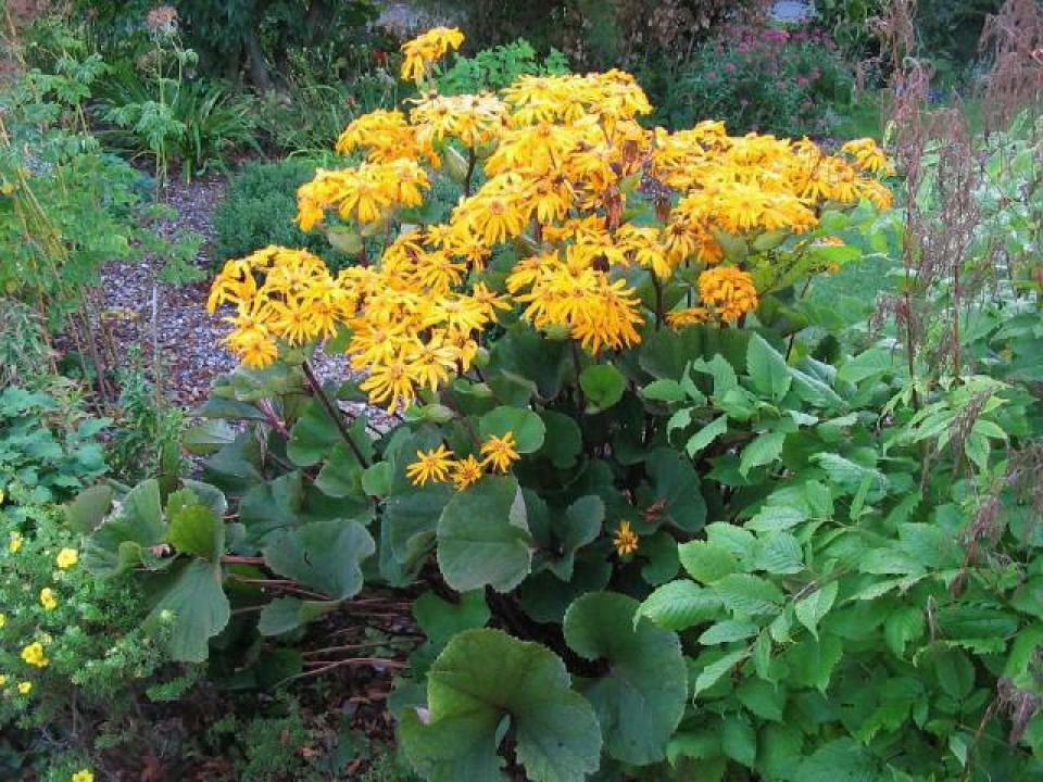 Vaste planten: ligularia dentata, kruiskruid, p9, Tuin en Terras, Planten | Tuinplanten, Bodembedekkers, Vaste plant, Ophalen of Verzenden