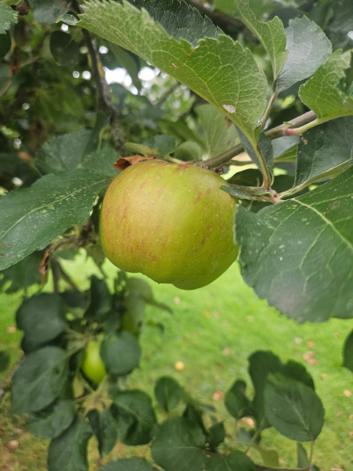 Bramley's Seedling appels onbespoten, Ophalen, Minder dan 100 cm, Overige soorten, Lente