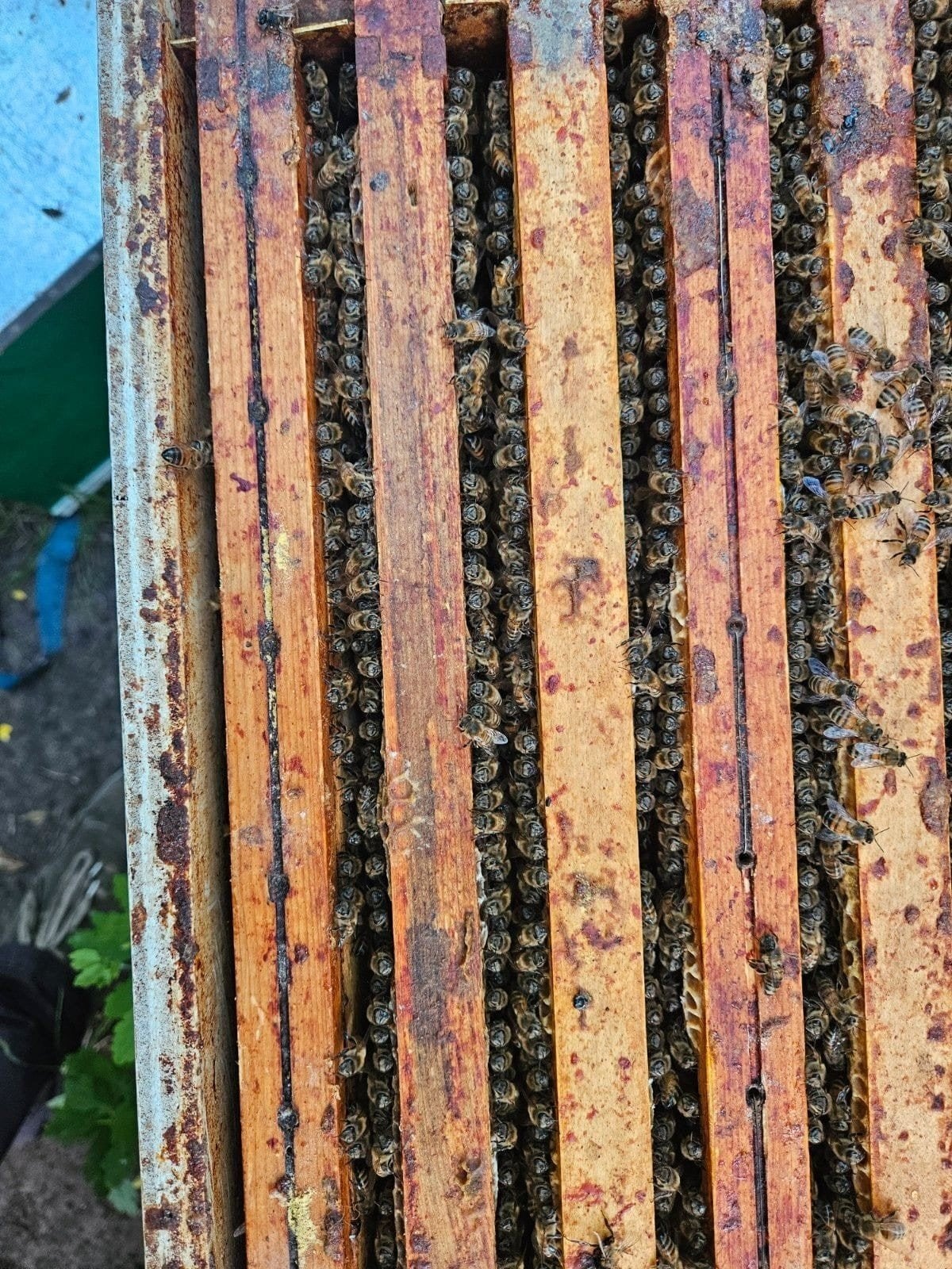 Buckfast 6 ramer f1 te koop, Dieren en Toebehoren, Bijen