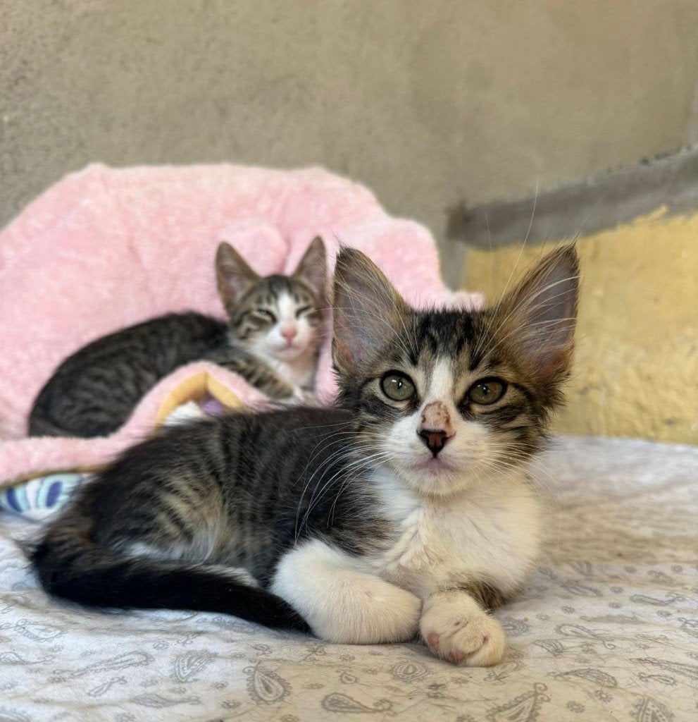 Jarela, Pumiky, 14-02-2026 in de refugio geboren, Kater, Kortharig, 0 tot 2 jaar