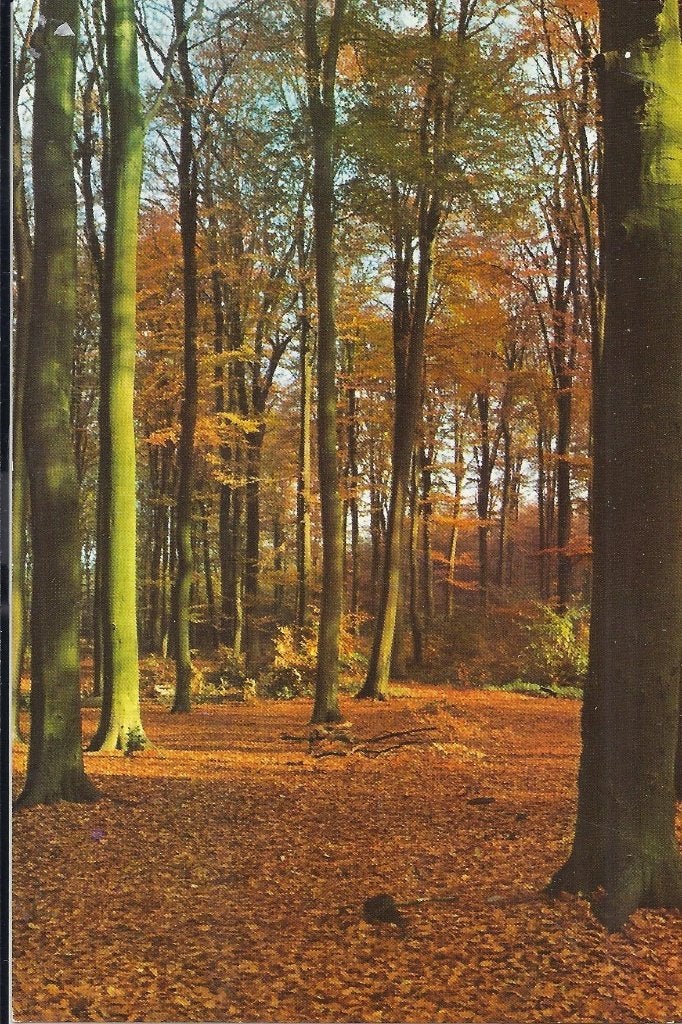 America Het meerdal Gelopen ansichtkaart ( 8389 ), Verzamelen, Ansichtkaarten | Nederland, Ophalen of Verzenden, 1960 tot 1980