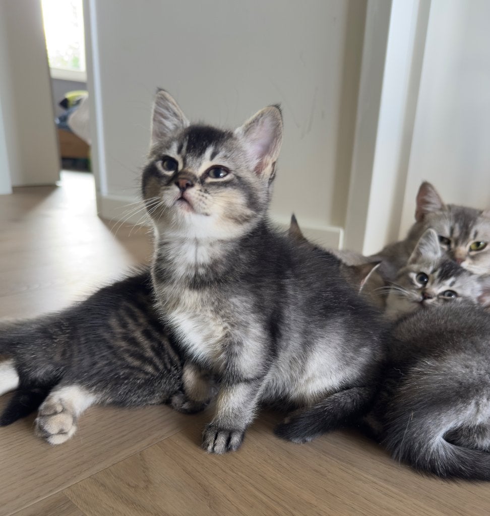 Prachtige britse korthaar kittens, Dieren en Toebehoren, Poes, Ontwormd, 0 tot 2 jaar
