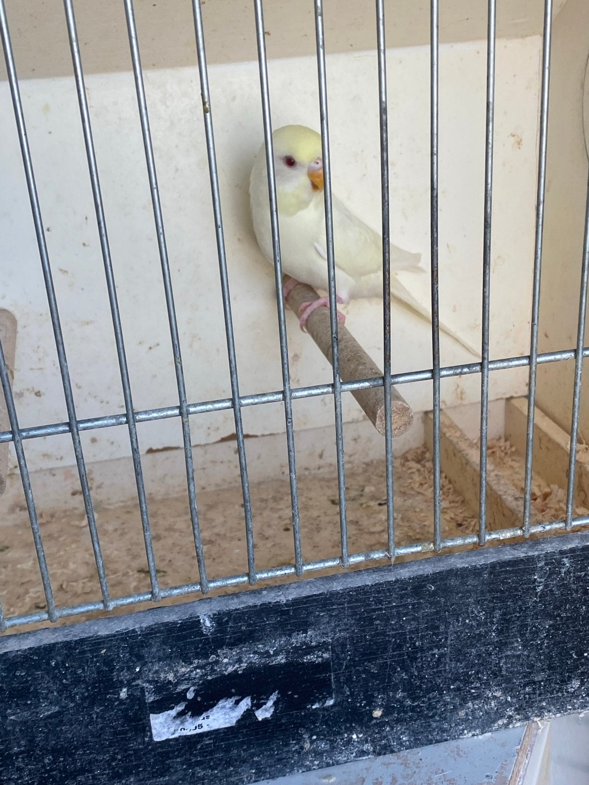 Jongen grasparkiet, Dieren en Toebehoren, Vogels | Parkieten en Papegaaien, Geslacht onbekend, Parkiet