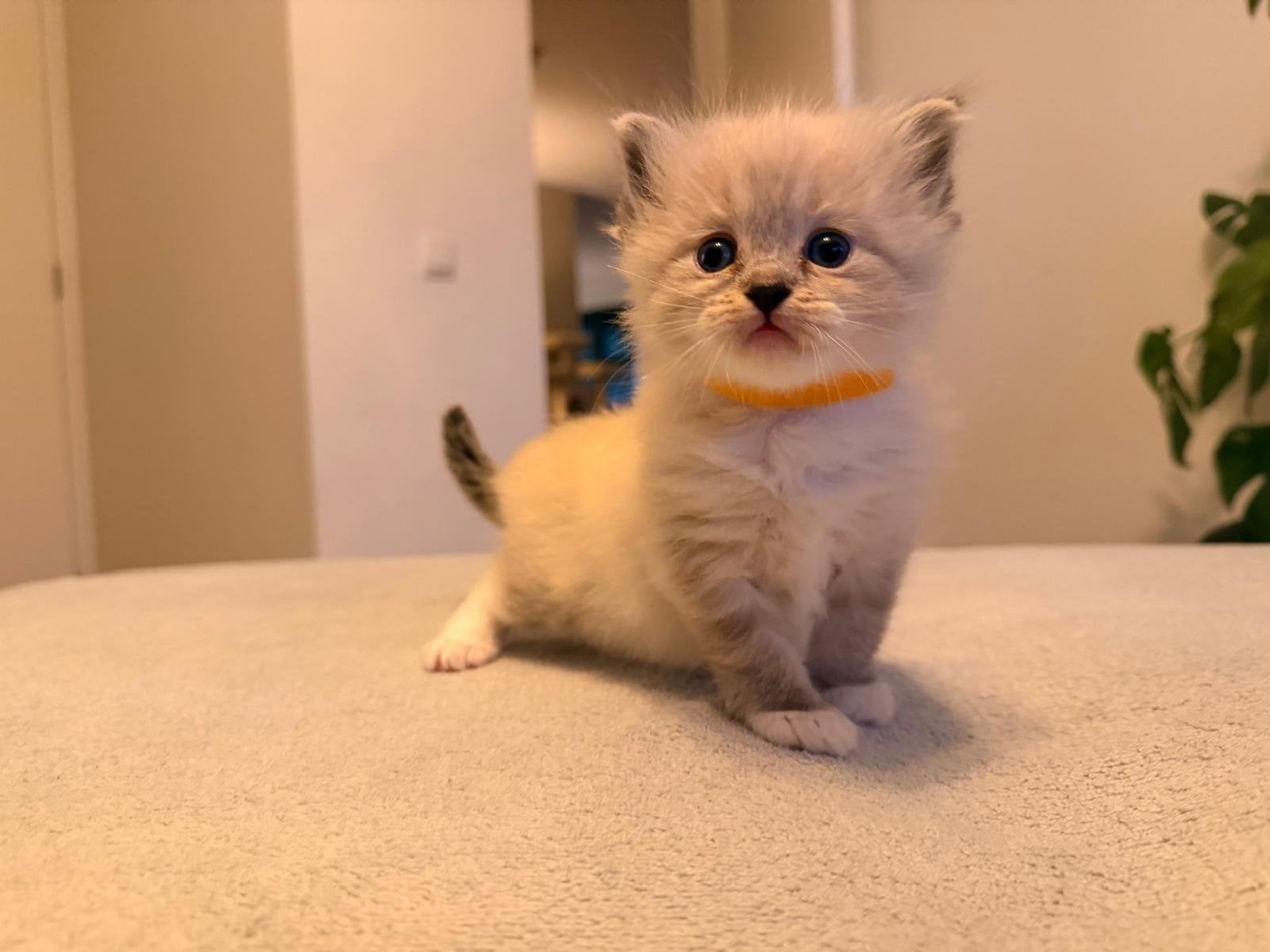PRACHTIGE RAGDOLL STAMBOOM KITTENS - GETESTE OUDERS, Meerdere dieren, Gechipt
