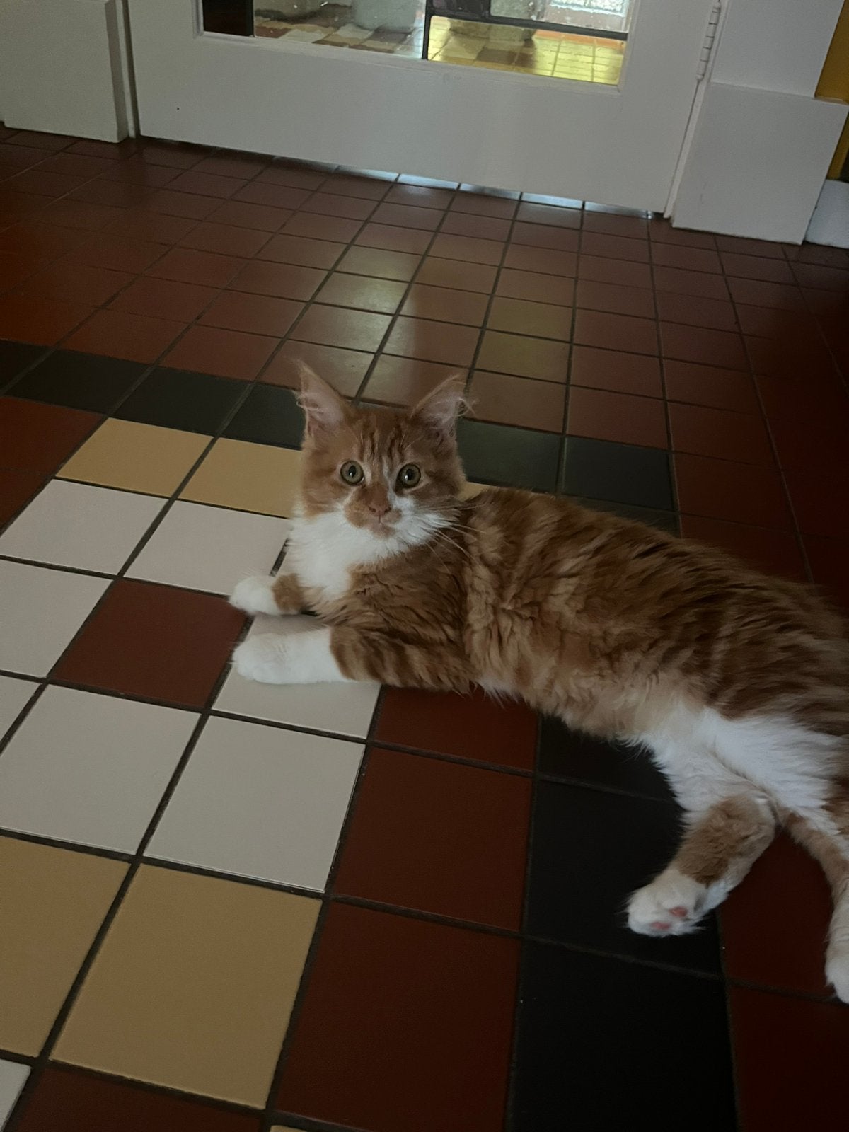 2 Rode Maincoon kittens, Dieren en Toebehoren, Kater, Ontwormd