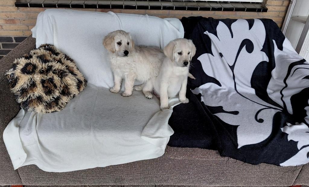 2 Golden retriever x Labrador pups ( reutjes ), Dieren en Toebehoren, Parvo, 8 tot 15 weken, Meerdere, Nederland