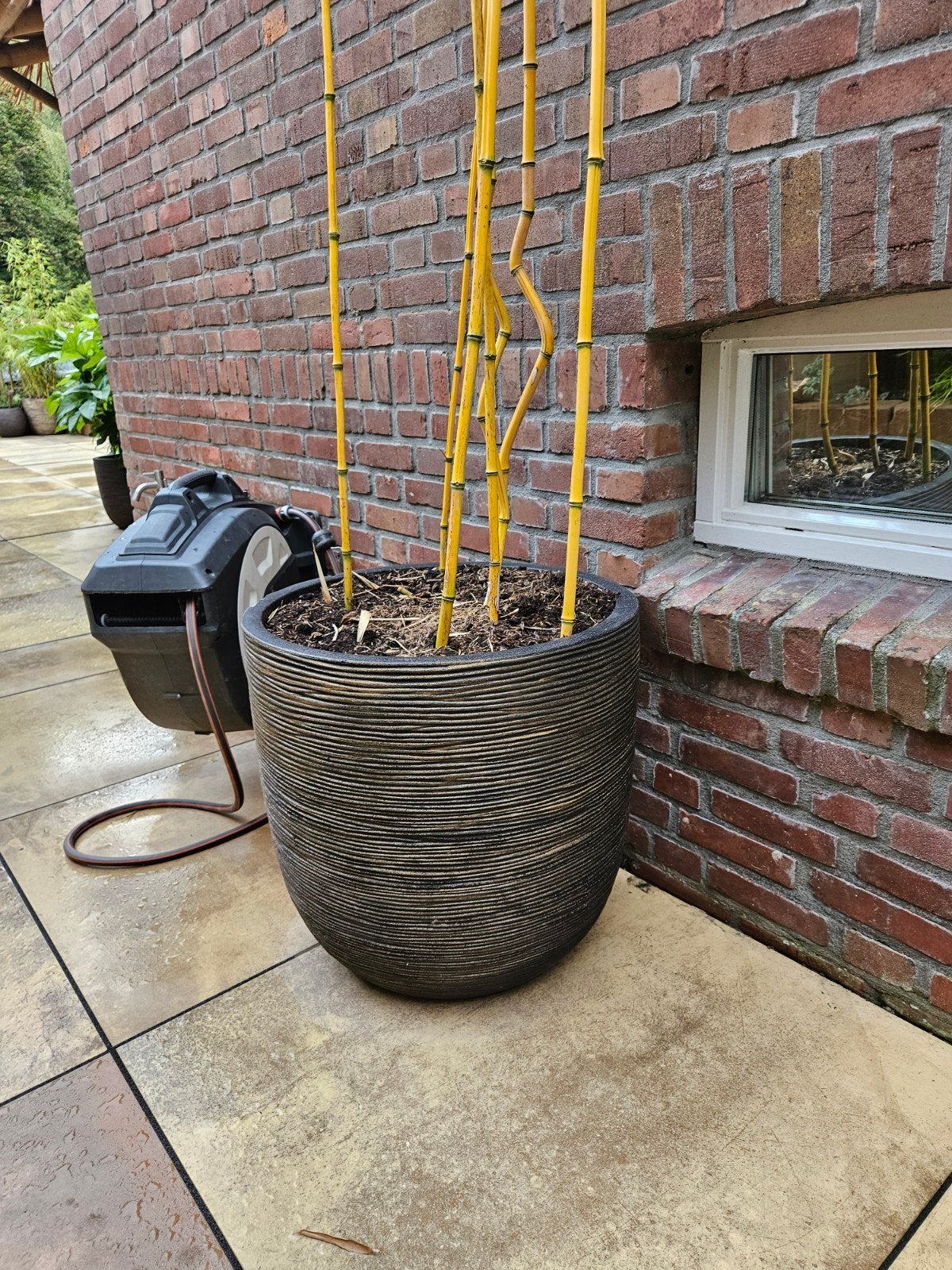 Bamboe pot  -  in luxe CAPI bloempot 55x53cm + GRATIS bamboe, Vaste plant, Bloeit niet, Halfschaduw, Ophalen