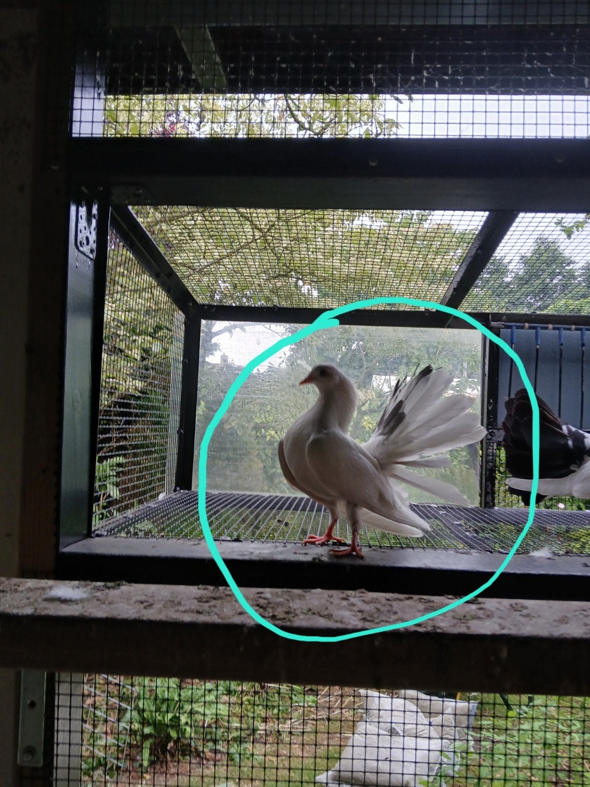 4 mooie Pauwstaartduiven, Dieren en Toebehoren, Vogels | Duiven, Meerdere dieren, Overige soorten