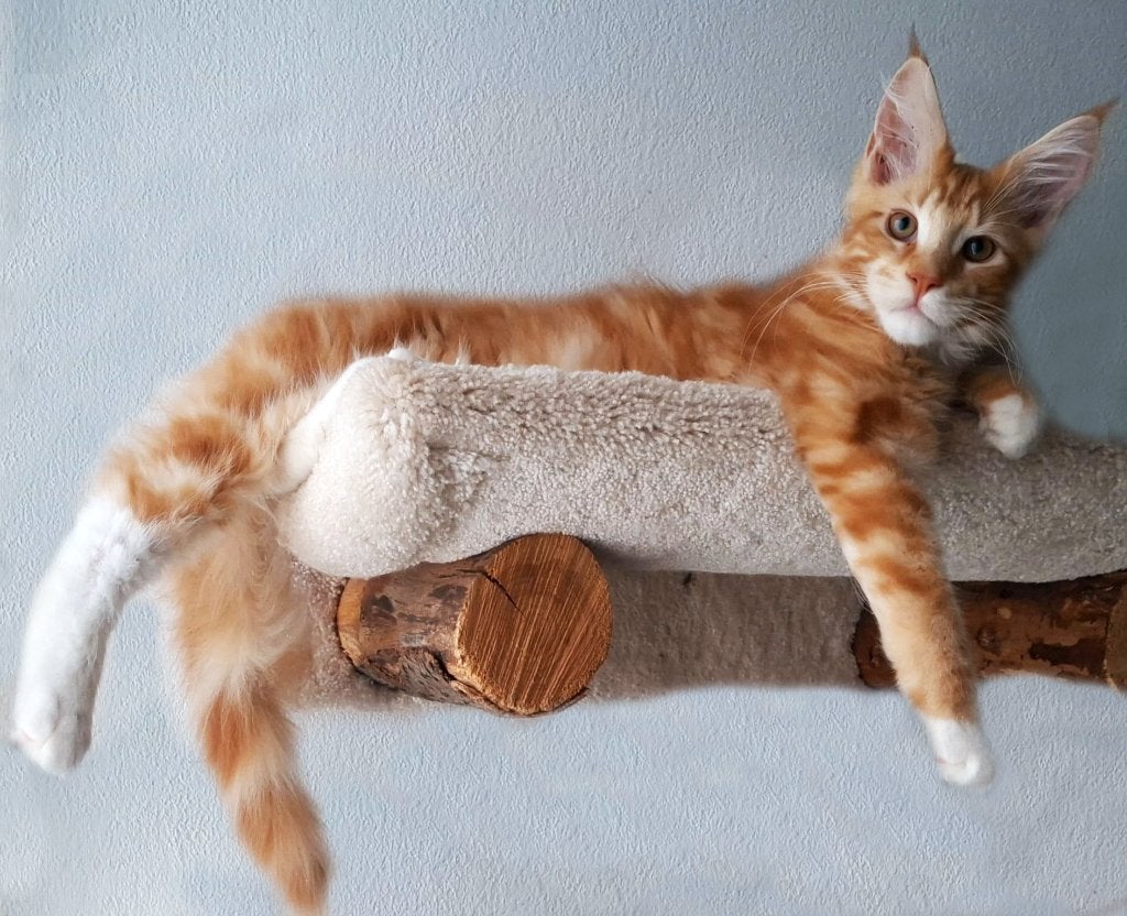 Maine Coon kater rood kitten 3,5 mnd, speels en SCHOOTKAT!, Dieren en Toebehoren, Katten en Kittens | Raskatten | Langhaar, Meerdere dieren