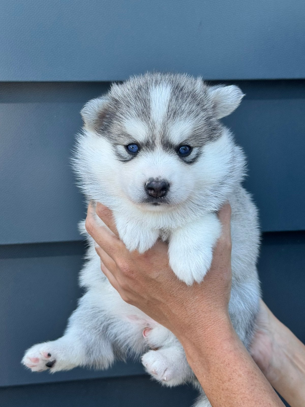 POMSKYNEDERLAND - POMSKY PUPPIES BESCHIKBAAR. (Mini husky), Dieren en Toebehoren, Parvo, Nederland, 8 tot 15 weken, Poolhond
