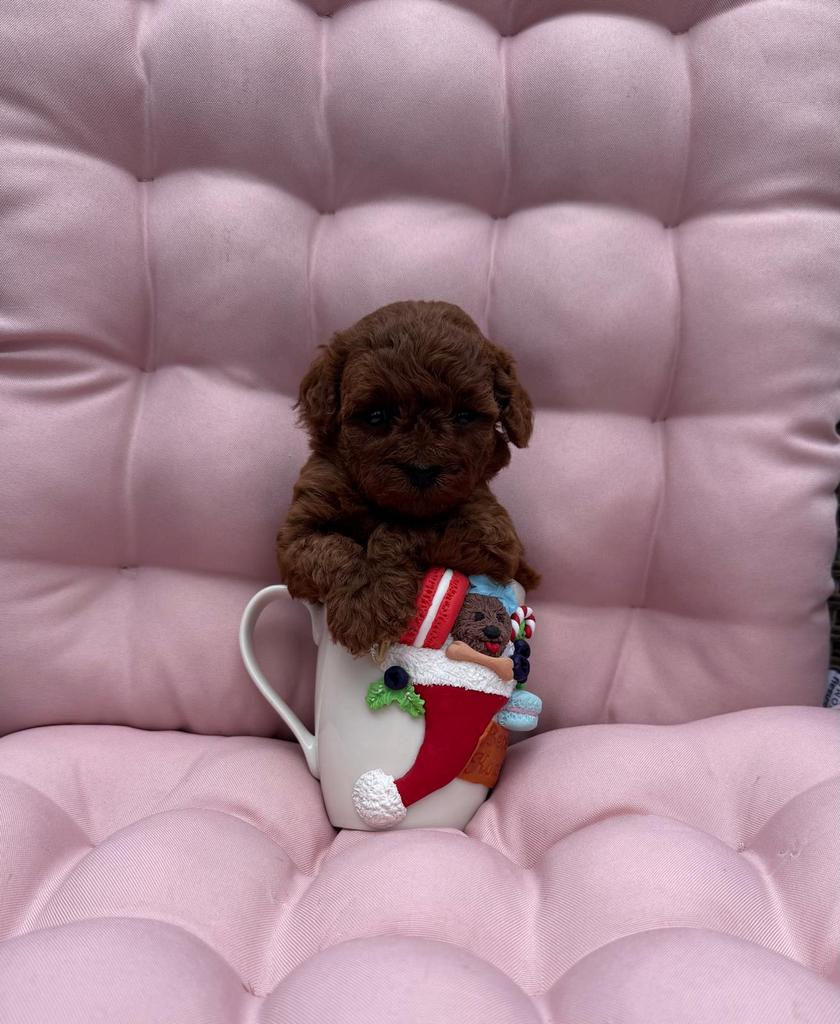 Teacup red toy poodle, Poedel, 8 tot 15 weken, Buitenland, Parvo